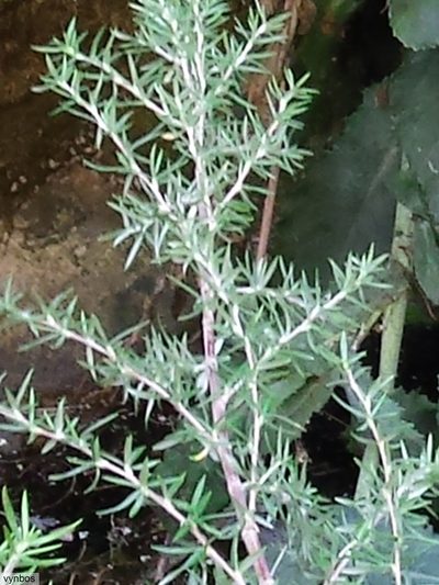 Cliffortia esterhuyseniae, photographed by Chris Vynbos