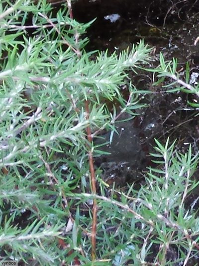 Cliffortia esterhuyseniae, photographed by Chris Vynbos