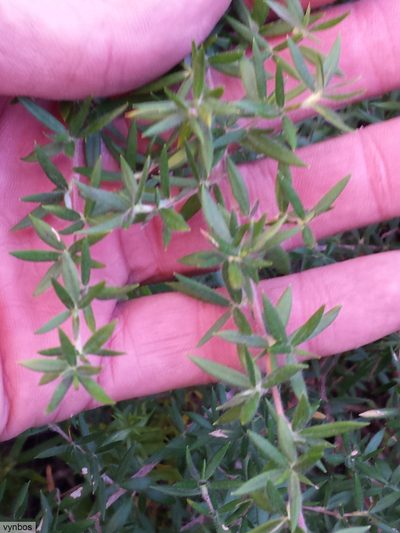 Cliffortia esterhuyseniae, photographed by Chris Vynbos