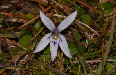 Isotoma fluviatilis, photographed by Rolf Lawrenz