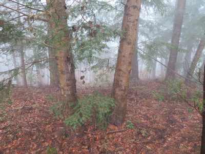 Abies firma, photographed by Marco Mussita