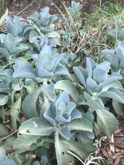 Kalanchoe marmorata, photographed by Adriana Nelly Correa Sandoval