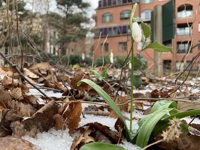 Galanthus woronowii, photographed by Carrie Seltzer
