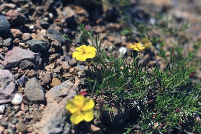 Fumana procumbens, photographed by Vitaliy Rudenko