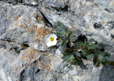 Arabis caucasica, photographed by Vitaliy Rudenko