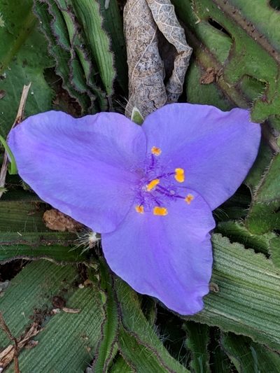 Tradescantia tharpii, photographed by Alison Northup