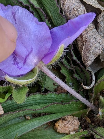 Tradescantia tharpii, photographed by Alison Northup