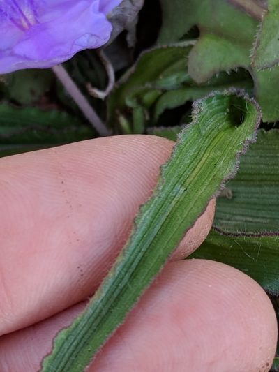 Tradescantia tharpii, photographed by Alison Northup