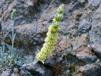 Sideritis taurica, photographed by Vitaliy Rudenko