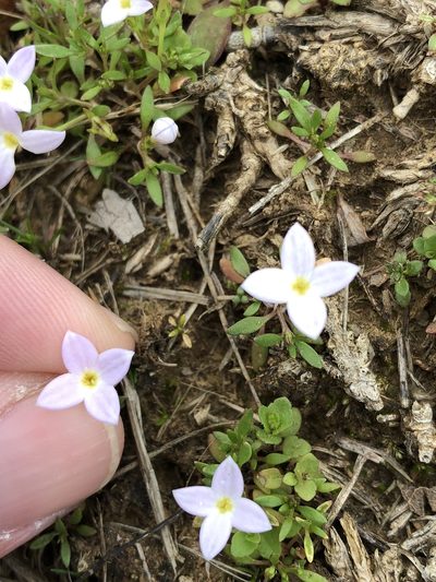 Houstonia rosea, photographed by Sam Kieschnick