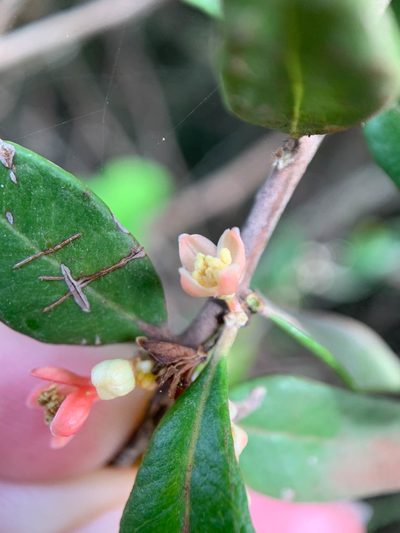 Castela galapageia, photographed by Carrie Seltzer