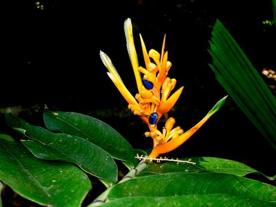 Heliconia longiflora, photographed by carnifex
