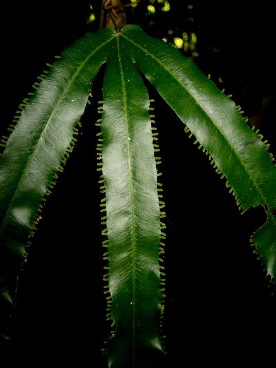 Lygodium radiatum, photographed by carnifex
