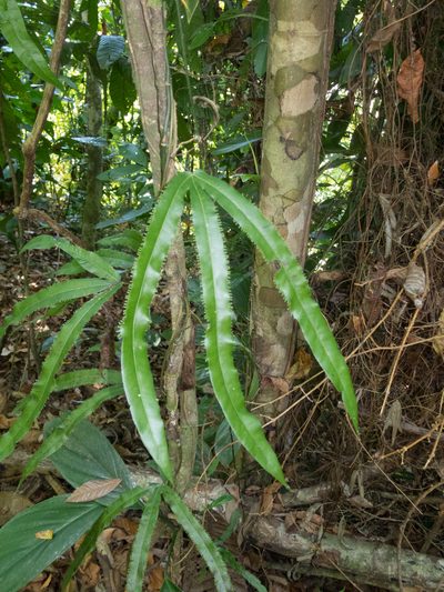 Lygodium radiatum, photographed by carnifex