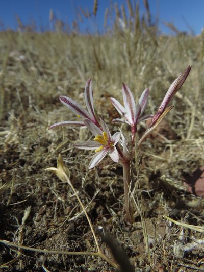 Traubia modesta, photographed by Nicolás Lavandero
