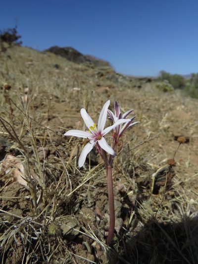 Traubia modesta, photographed by Nicolás Lavandero