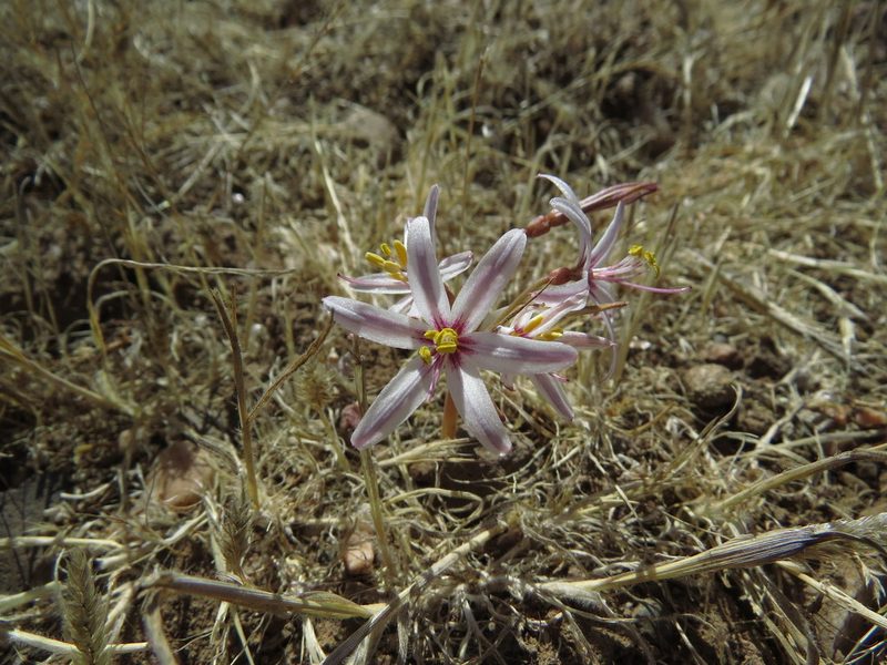 Traubia modesta, photographed by Nicolás Lavandero