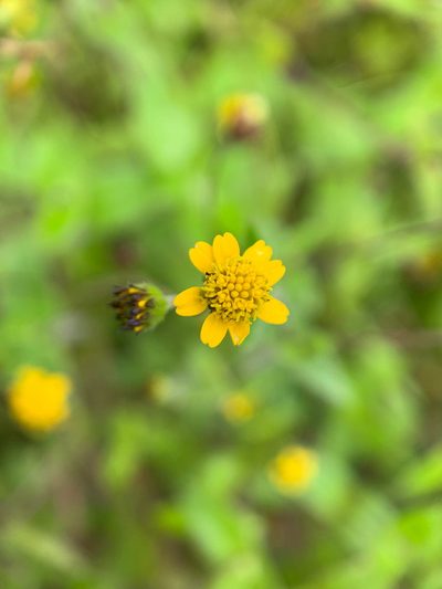 Jaegeria gracilis, photographed by Carrie Seltzer