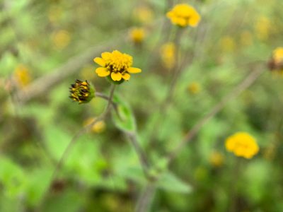 Jaegeria gracilis, photographed by Carrie Seltzer