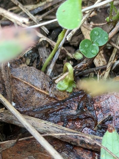 Dichondra recurvata, photographed by Alison Northup