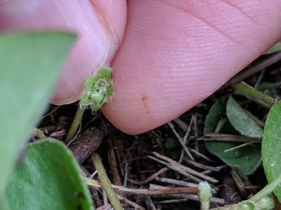 Dichondra recurvata, photographed by Alison Northup