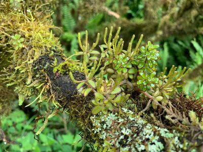 Peperomia galapagensis, photographed by Carrie Seltzer