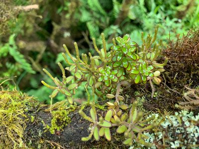 Peperomia galapagensis, photographed by Carrie Seltzer