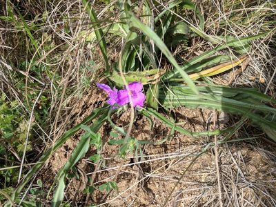 Tradescantia tharpii, photographed by Alison Northup
