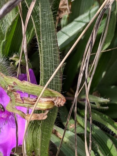 Tradescantia tharpii, photographed by Alison Northup