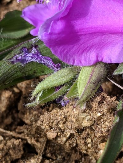 Tradescantia tharpii, photographed by Alison Northup