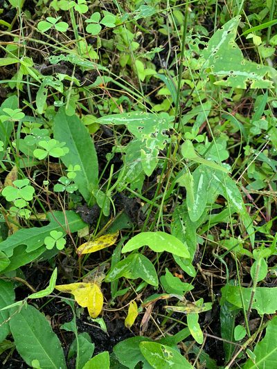 Passiflora colinvauxii, photographed by Carrie Seltzer