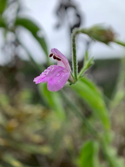 Justicia galapagana, photographed by Carrie Seltzer