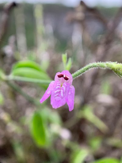 Justicia galapagana, photographed by Carrie Seltzer