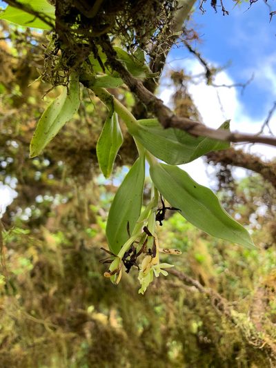 Epidendrum spicatum, photographed by Carrie Seltzer