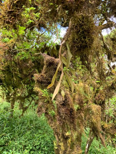 Epidendrum spicatum, photographed by Carrie Seltzer
