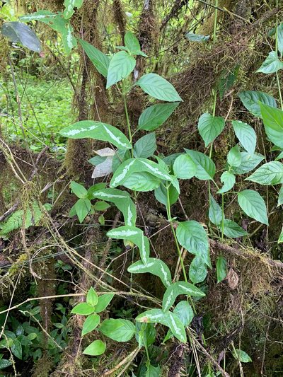 Passiflora colinvauxii, photographed by Carrie Seltzer