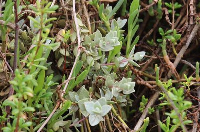 Atriplex watsonii, photographed by Millie Basden