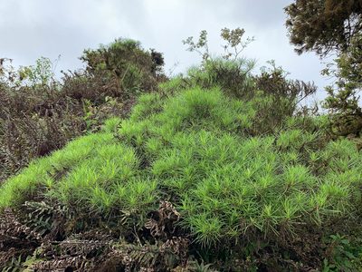 Erigeron tenuifolius, photographed by Carrie Seltzer