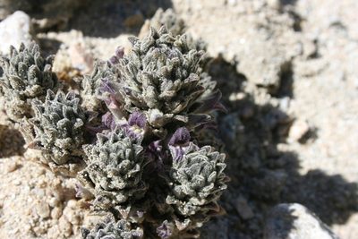 Orobanche cooperi, photographed by Diana