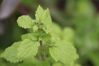 Hesperocnide tenella, photographed by Millie Basden