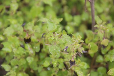 Parietaria hespera, photographed by Millie Basden