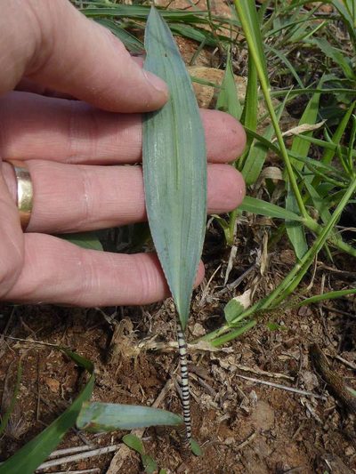 Ledebouria glauca, photographed by Andrew Hankey