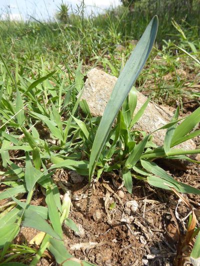 Ledebouria glauca, photographed by Andrew Hankey