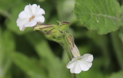 Nicotiana clevelandii, photographed by Millie Basden