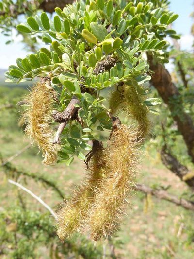 Ormocarpum trichocarpum, photographed by Andrew Hankey