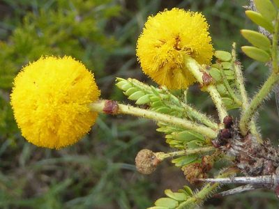 Vachellia permixta, photographed by Andrew Hankey