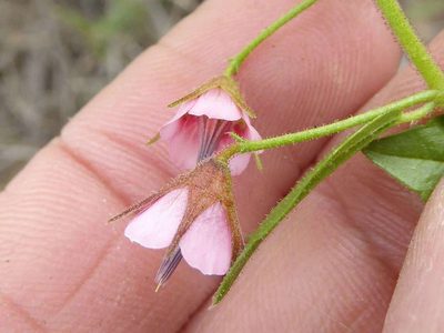 Hermannia glanduligera, photographed by Andrew Hankey