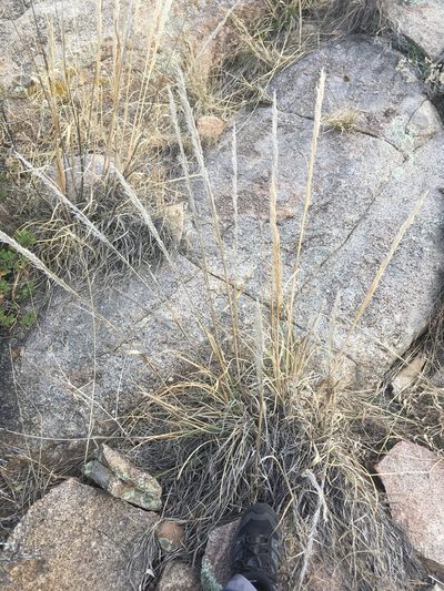 Muhlenbergia emersleyi, photographed by Trystan Harpold