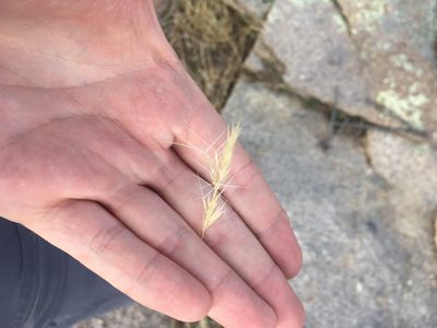 Aristida adscensionis, photographed by Trystan Harpold