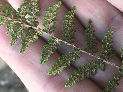Myriopteris fendleri, photographed by Trystan Harpold
